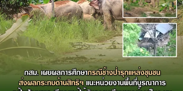 กสม. เผยผลการศึกษากรณีช้างป่ารุกแหล่งชุมชนส่งผลกระทบด้านสิทธิฯ