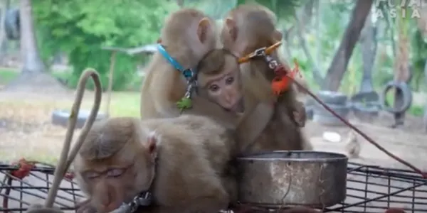 'PETA' ระบุลูกลิงที่ใกล้สูญพันธุ์ ถูกล่ามโซ่ ทารุณ สำหรับอุตสาหกรรมมะพร้าวไทย