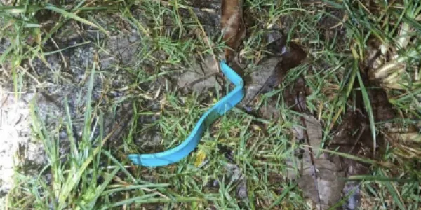 คนร้ายขว้างไปป์บอมบ์ใส่ฐานย่อย ทพ. อ.รือเสาะ จ.นราธิวาส ชายวัย 70 ได้รับบาดเจ็บ