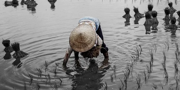 โฉมหน้าชาวนาไทย การเปลี่ยนผ่านจากอดีตสู่ปัจจุบัน