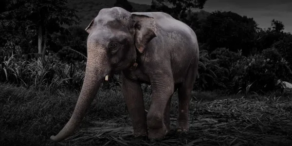 ช้างป่าในระบอบการจัดการแบบเขียวขวาจัด - วิพากษ์ Ecological Distribution Conflict