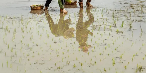 Young Smart Farmer