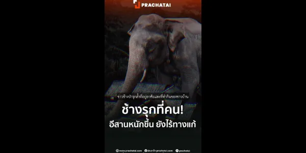 ช้างรุกที่คน! อีสานหนักขึ้น ยังไร้ทางแก้