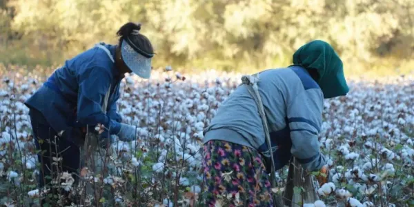 HRW เผยอุซเบกิสถานบังคับเกษตรกรฝ้าย-ข้าวสาลีทำตามโควตา ขู่ยึดที่ดิน-ทำร้ายร่างกาย