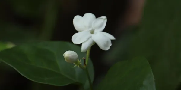 มะลิ โดย ไอดา