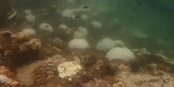 ปิดแหล่งท่องเที่ยวในพื้นที่อุทยานแห่งชาติทางทะเล 12 แห่ง ที่เริ่มเกิดปะการังฟอกขาว